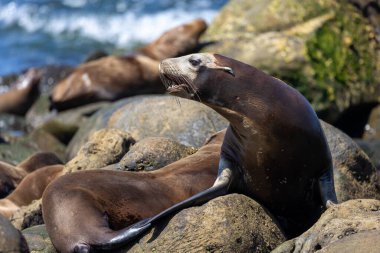 Kaliforniya deniz aslanı La Jolla açıklarında