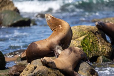 Kaliforniya deniz aslanı La Jolla açıklarında