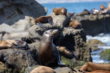 La Jolla sahilinin deniz aslanları