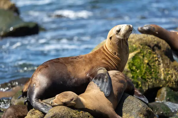 Kaliforniya deniz aslanı La Jolla açıklarında