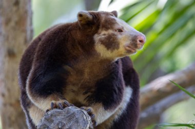 Close up of Mathschie's tree kangaroo clipart