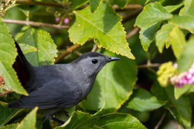 Çalılıktaki gri bir kedi kuşuna yaklaş
