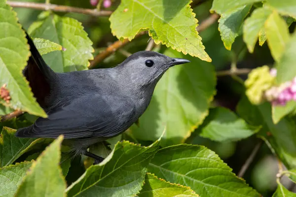 Çalılıktaki gri bir kedi kuşuna yaklaş