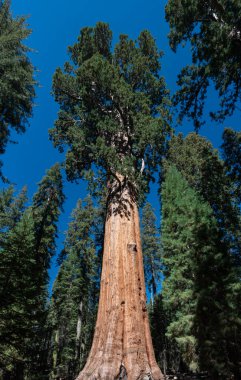 Sequoia Ulusal Parkı 'ndaki dev sekoya ağaçlarının manzarası