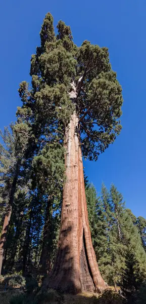 Sequoia Ulusal Parkı 'ndaki dev sekoya ağaçlarının manzarası