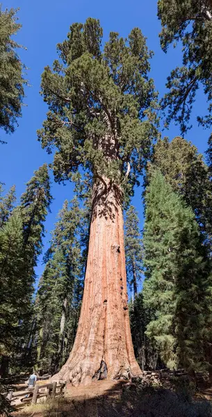 Sequoia Ulusal Parkı 'ndaki dev sekoya ağaçlarının manzarası