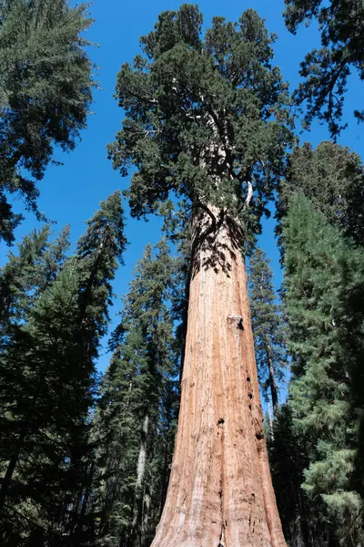 Sequoia Ulusal Parkı 'ndaki dev sekoya ağaçlarının manzarası
