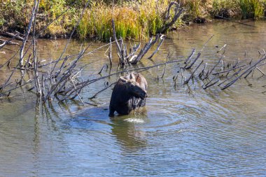 Grand Tetons Ulusal Parkı 'nda nehirde dişi geyik.