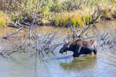 Grand Tetons Ulusal Parkı 'nda nehirde dişi geyik.