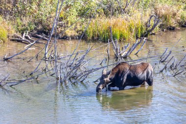 Grand Tetons Ulusal Parkı 'nda nehirde dişi geyik.