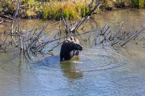 Grand Tetons Ulusal Parkı 'nda nehirde dişi geyik.