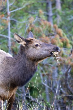 Female elk grazing in Grand Tetons National Park clipart