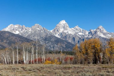 Grand Teton Ulusal Parkı 'nda Sonbaharda sarı kavruk