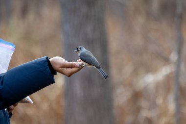 Adult female feeding a tufted titmouse from her hand clipart