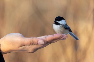 Black capped chickadee eating from a woman's hand clipart