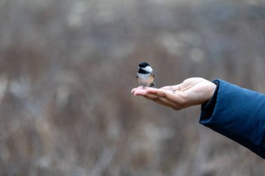 Black capped chickadee eating from a woman's hand clipart