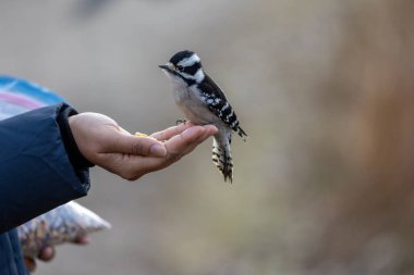 Downey woodpecker eating from a woman's hand clipart