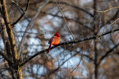 Parlak kırmızı erkek kardinal ağaçta tünemiş.