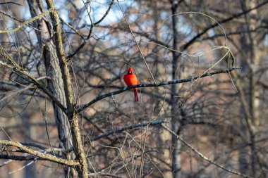 Parlak kırmızı erkek kardinal ağaçta tünemiş.