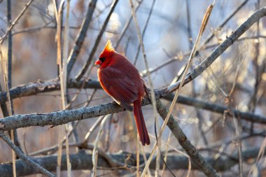Parlak kırmızı erkek kardinal ağaçta tünemiş.