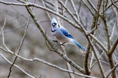 Bluejay ağaçta tünemiş