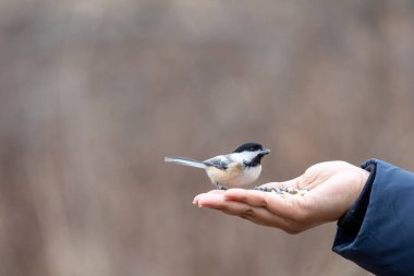 Black capped chickadee eating from a woman's hand clipart