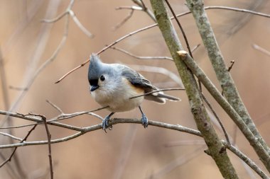 Tufted titmouse perched in a tree clipart