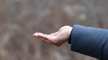 Kuşlar bir kadının elinden yiyor.