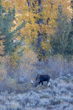 Moose grazing in morning in Grand Teton National Park clipart