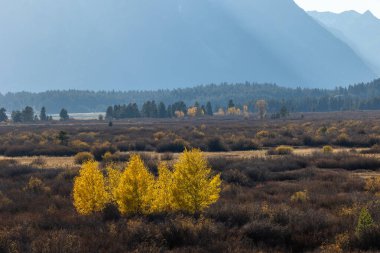Grand Teton Ulusal Parkı 'nda küçük bir grup parlak sarı ağaç.