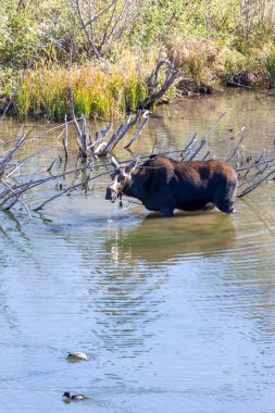 Grand Teton Ulusal Parkı 'nda nehirde geyik.