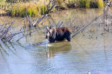 Grand Teton Ulusal Parkı 'nda nehirde geyik.