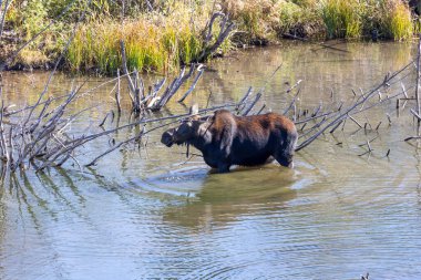 Grand Teton Ulusal Parkı 'nda nehirde geyik.