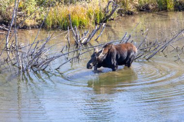 Grand Teton Ulusal Parkı 'nda nehirde geyik.