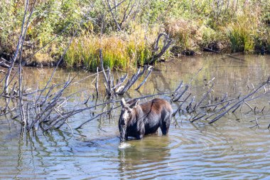 Grand Teton Ulusal Parkı 'nda nehirde geyik.