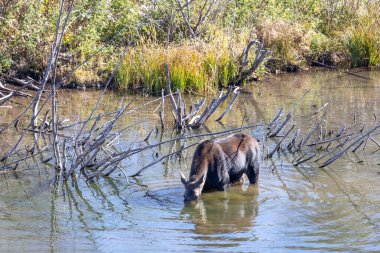 Grand Teton Ulusal Parkı 'nda nehirde geyik.