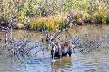 Grand Teton Ulusal Parkı 'nda nehirde geyik.