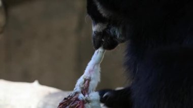 And ayısı yemek yiyor