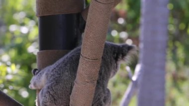 Ağaçta esir bir koala.