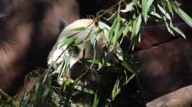 Dev panda sabahları bambu yiyor.