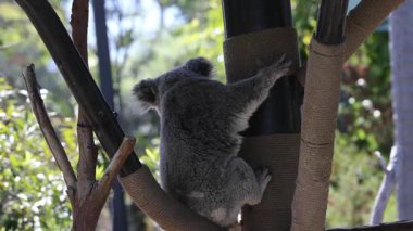Ağaçta esir bir koala.