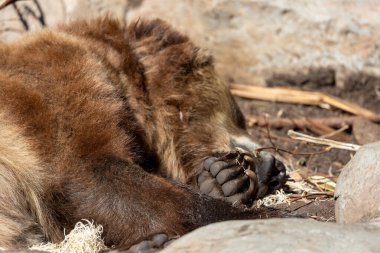 Uyuyan boz ayının pençesi