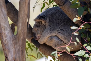 Koala okaliptüs ağacında uyuyor.