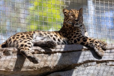 Bir kayanın üzerinde yatan Amur leoparı.