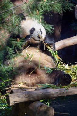 Dişi dev panda bambu yiyor.