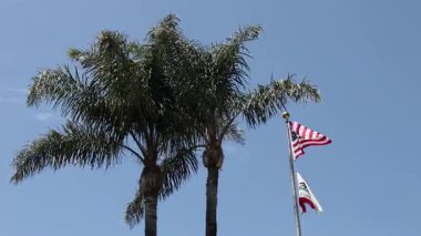 Amerikan ve Kaliforniya eyaletlerinin bayrakları rüzgarda dalgalanıyor palmiye ağaçlarının yanında
