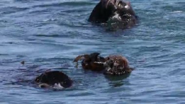 Morro Körfezi 'nde su samurları oynuyor.