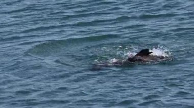 Morro Körfezi 'nde su samurları oynuyor.