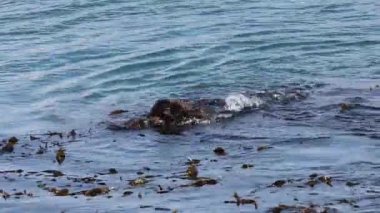 Morro Körfezi 'nde su samurları oynuyor.