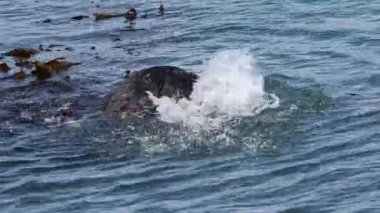 Morro Körfezi 'nde su samurları oynuyor.